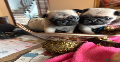 Carlino - Pug perros - Propaganda 15