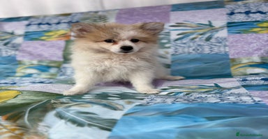 Pomerania perros - Anuncio 11