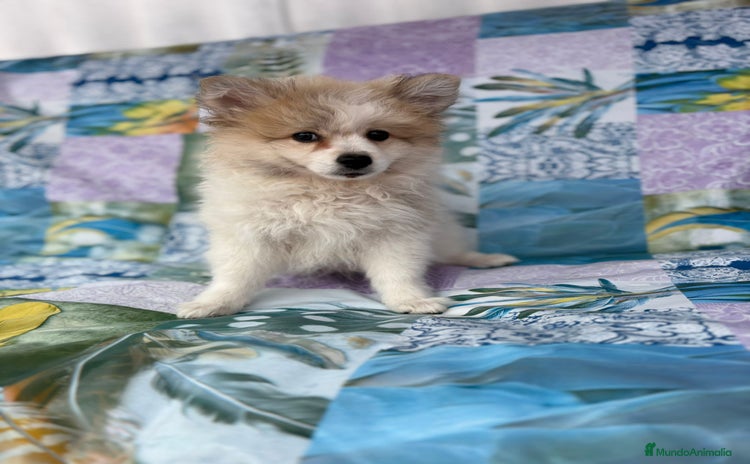 Pomerania perros - Anuncio 13