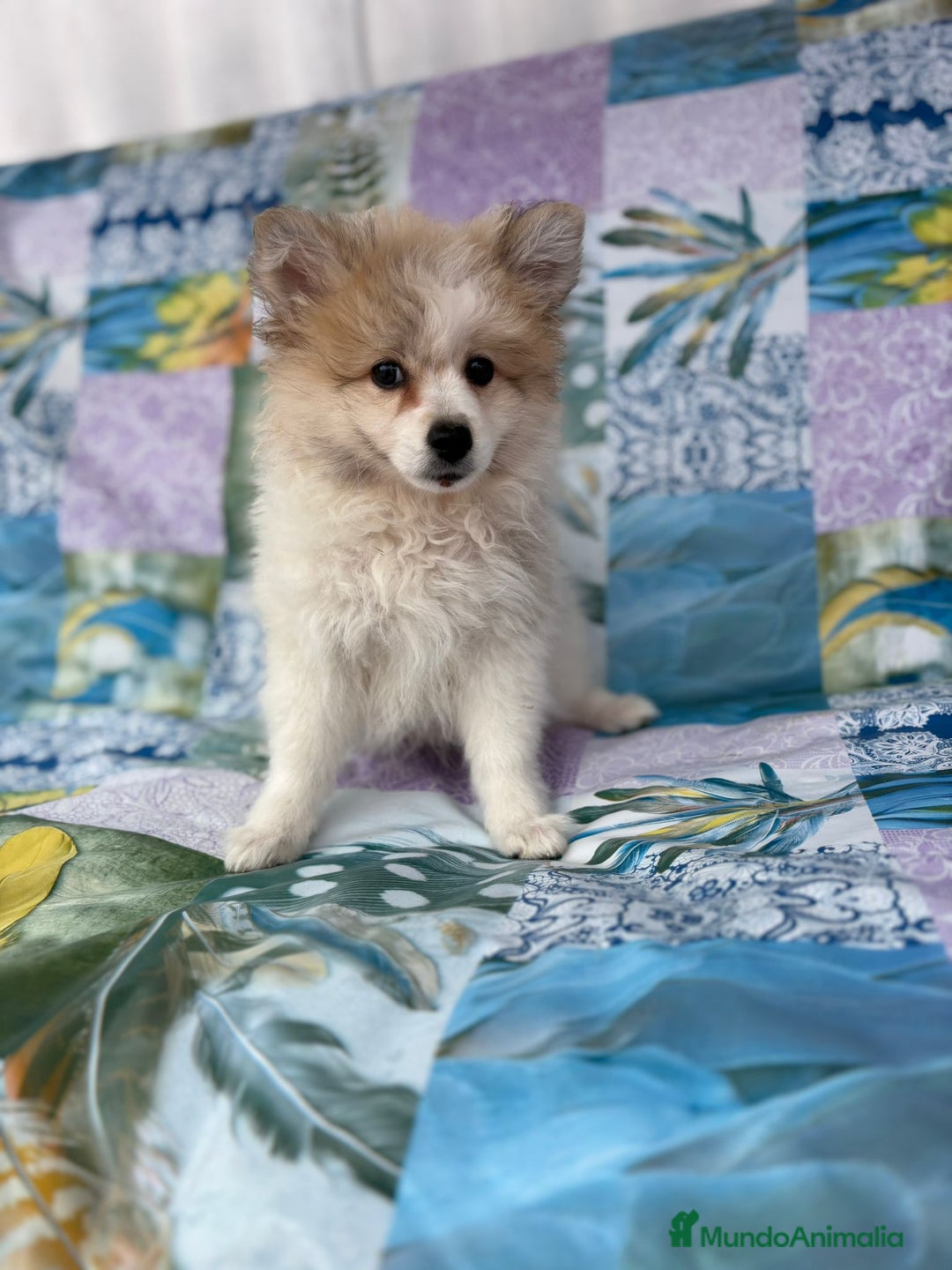 Pomerania perros en venta: Preciosa pomerania hembra - Imagen 1