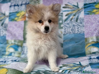 Pomerania perros - Anuncio 39