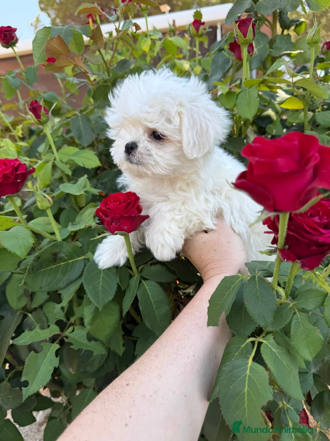 Bichón Maltés perros en venta: Buchon maltés listo para entregar toy - Anuncio 8