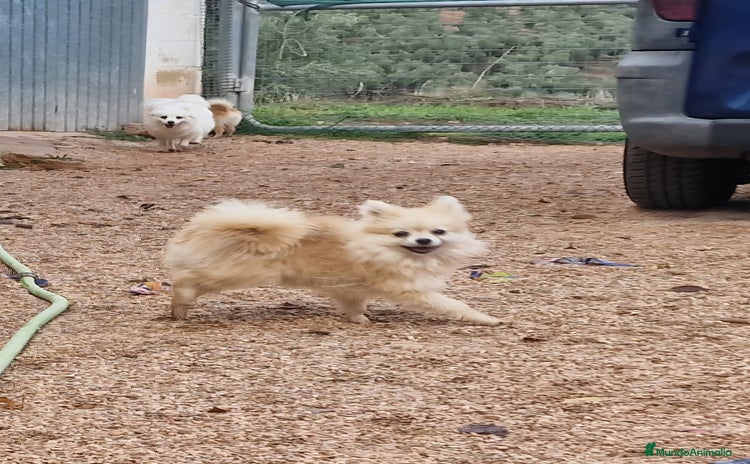 Pomerania perros - Anuncio 12