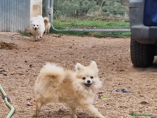 Pomerania perros - Anuncio 18