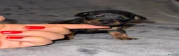Pinscher Miniatura perros en venta: Pinscher miniatura - Anuncio 28