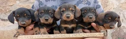 Teckel perros en venta: Camada de Teckel Standard de Pelo duro - Anuncio 1
