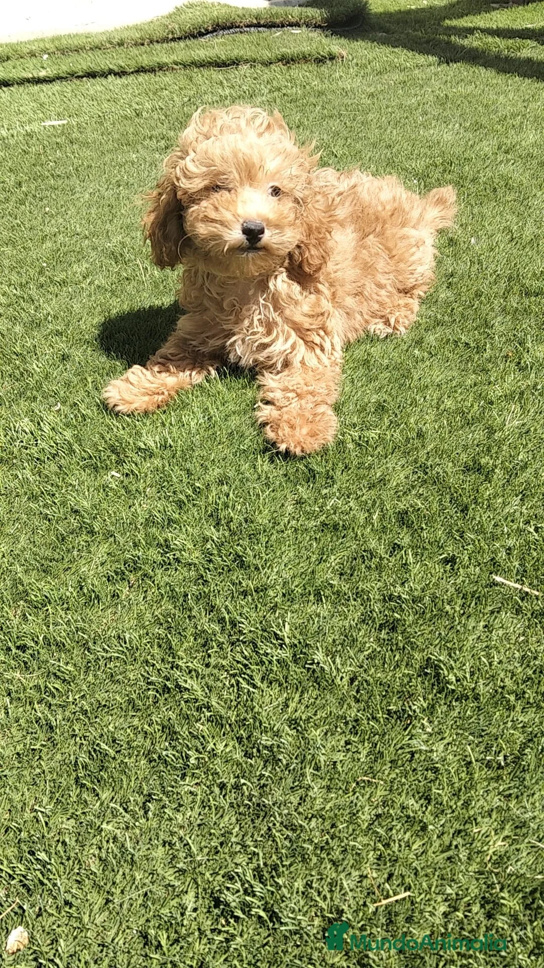 Caniche Toy perros en venta: Caniche  - Anuncio 7