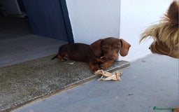 Teckel perros en venta: Teckel Chocolate - Imagen 1