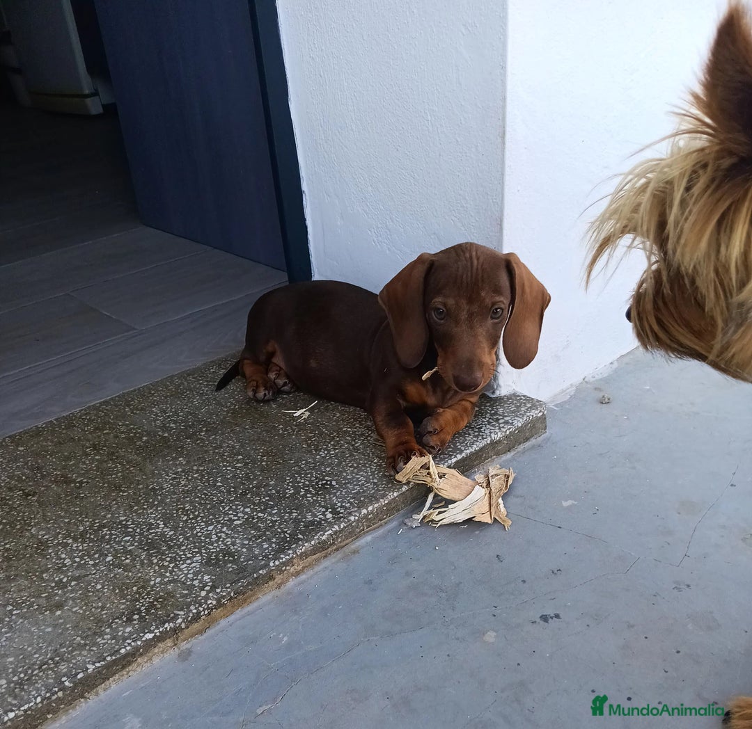 Teckel perros en venta: Teckel Chocolate - Imagen 1