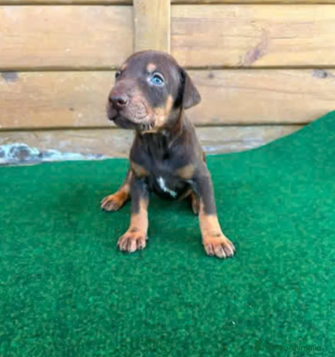 Dobermann perros en venta: Dobermann - Anuncio 2