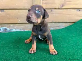 Dobermann perros Dobermann - Anuncio 2