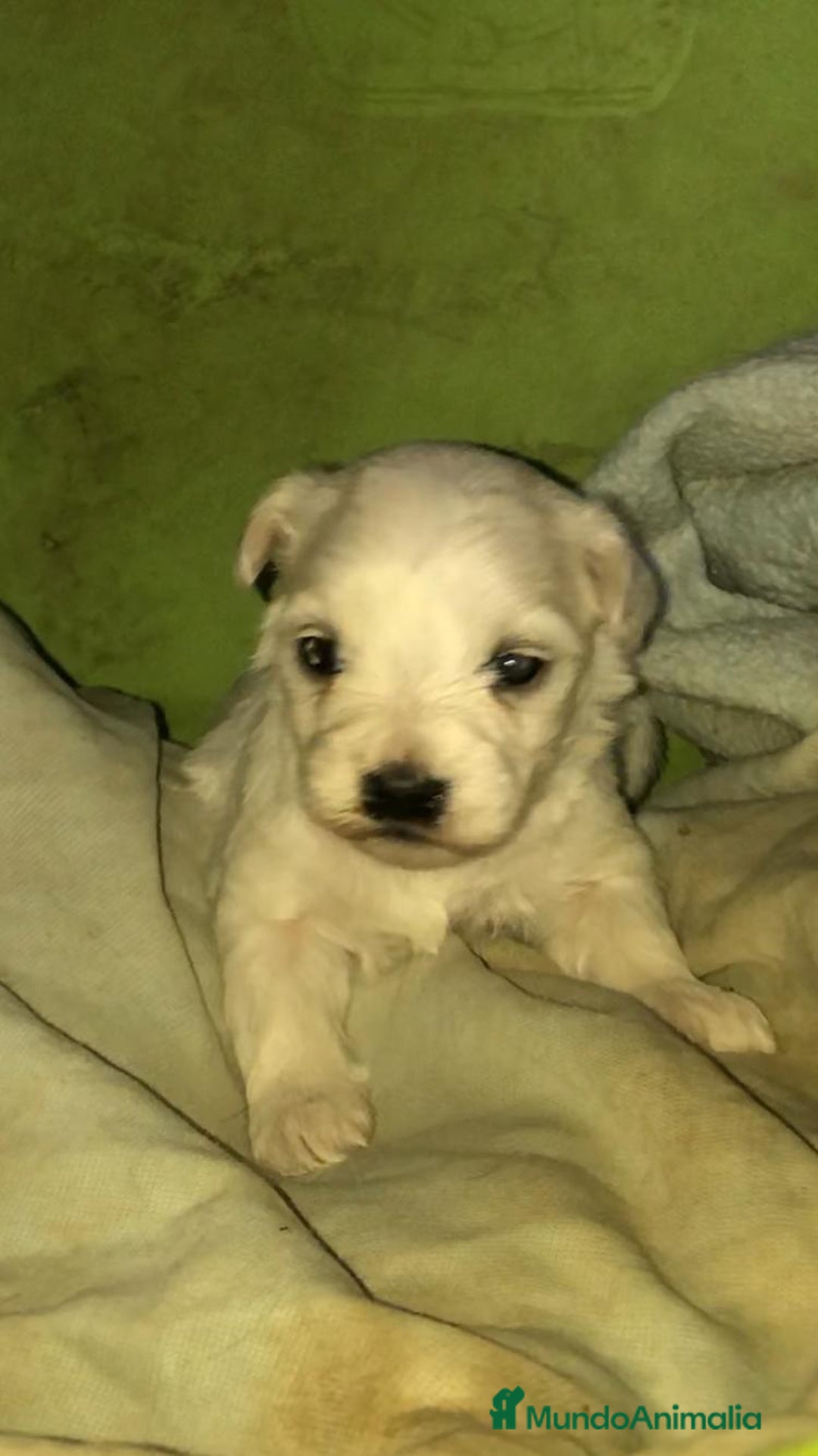 Bichón Maltés perros en venta: BICHÓN MALTÉS - Anuncio 3