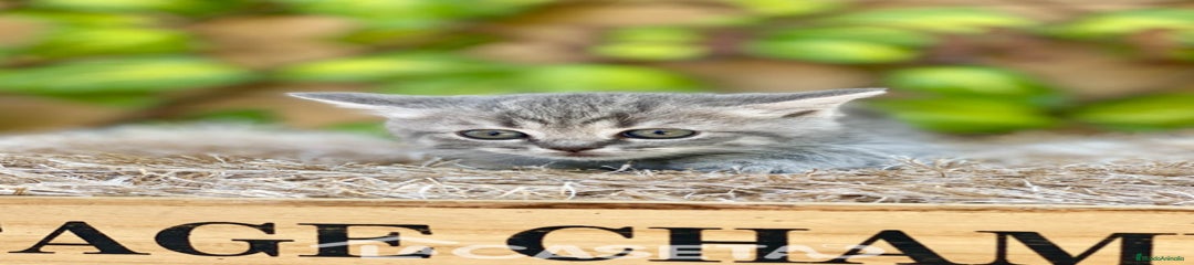 Británico de Pelo Corto Gatito 3997