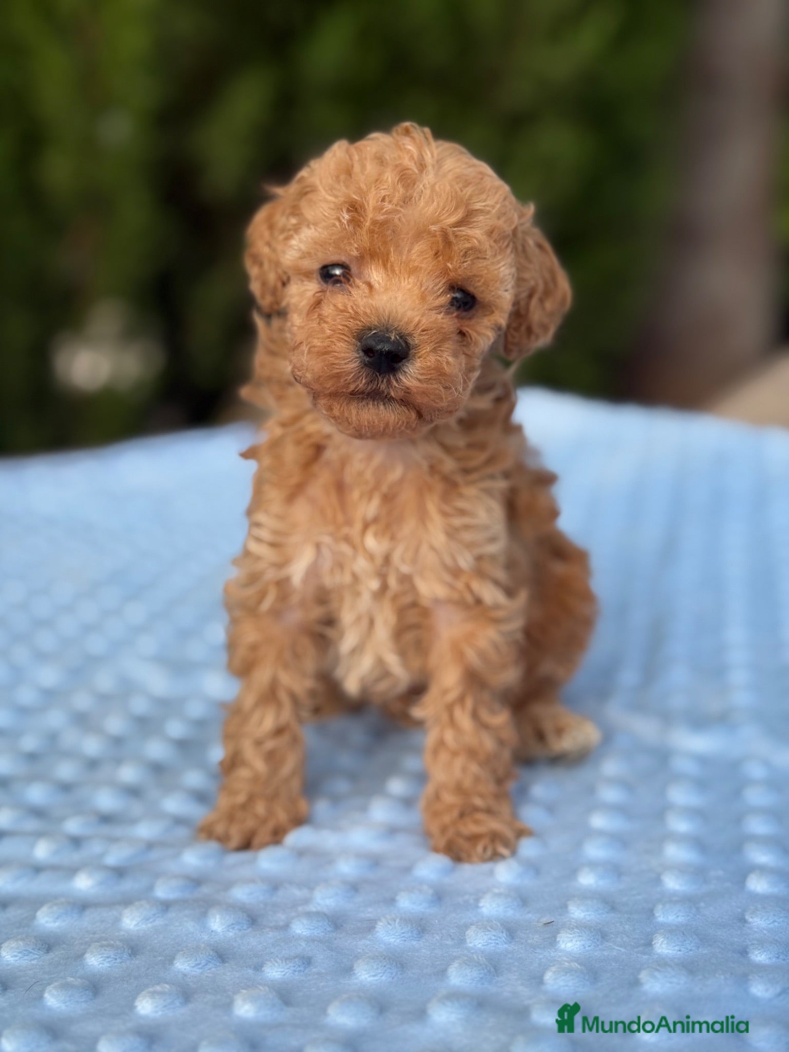 Caniche Toy perros Caniche toy apricot  - Anuncio 1