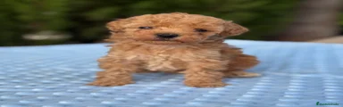 Caniche Toy 1