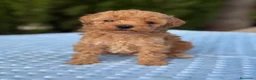 Caniche Toy perros en venta: Caniche toy apricot  - Anuncio 1