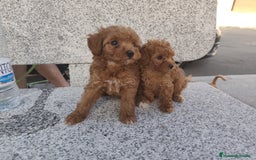 Caniche Toy perros en venta: CAMADA CANICHE TOY ROJO - Imagen 5