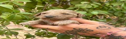 Caniche Gigante perros en venta: Caniche gigante  - Anuncio 10