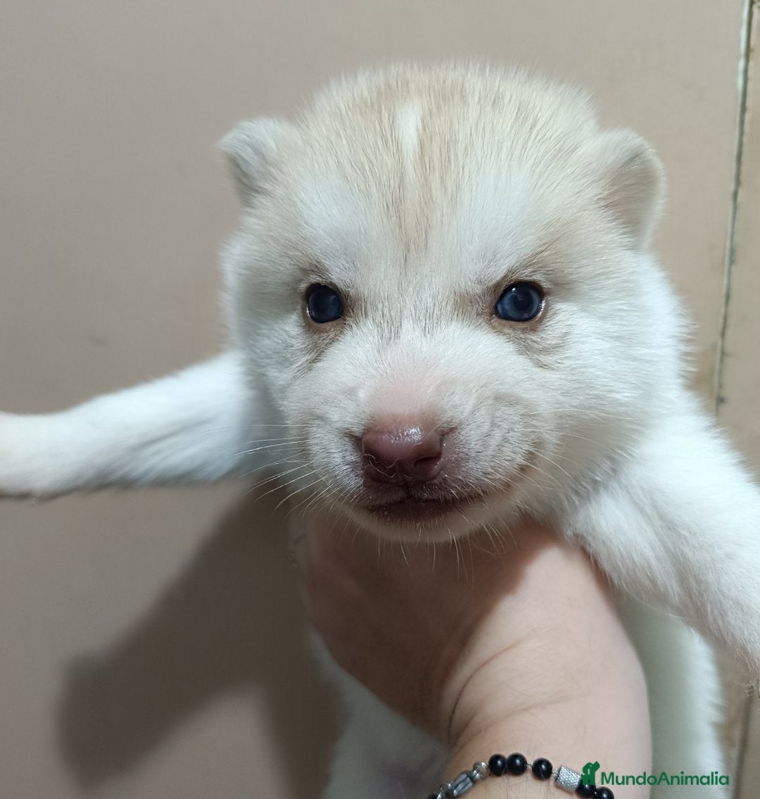 Husky Siberiano perros en venta: Camada husky siberiano  - Anuncio 7