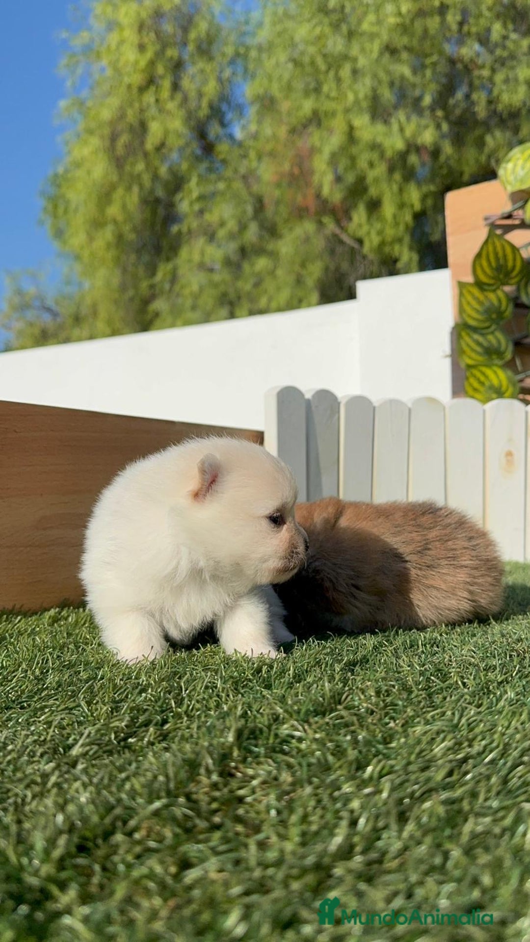 Pomerania perros en venta: POMERANIAS HEMBRAS - Imagen 11