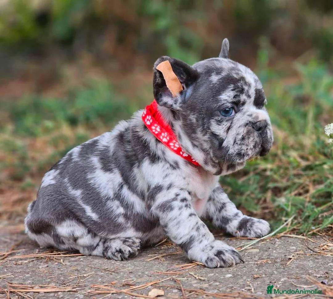Bulldog Francés perros en venta: Bulldog francés  - Anuncio 2