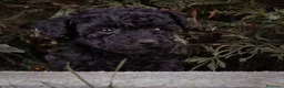 Caniche Toy perros en venta: Camada caniche Toy negro - Anuncio 4