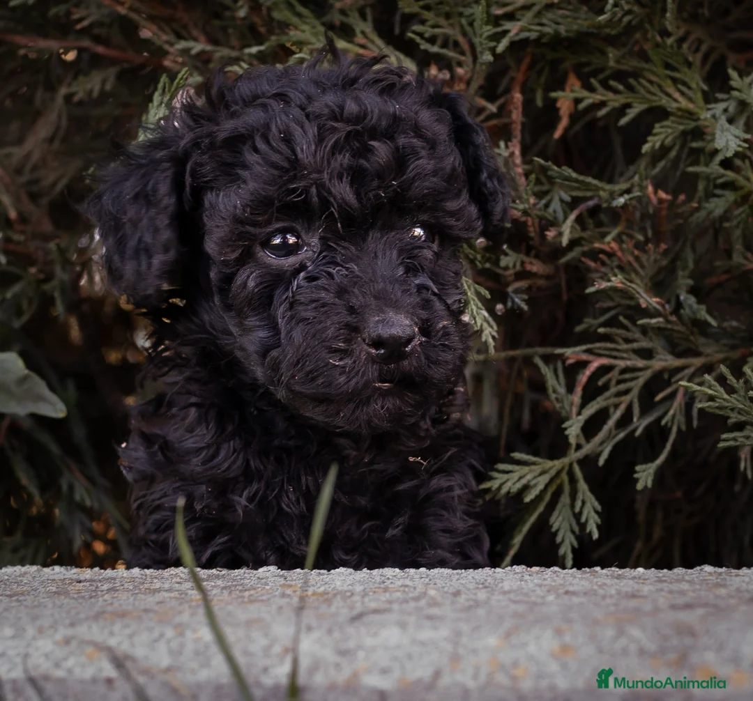 Caniche Toy perros en venta: Camada caniche Toy negro - Anuncio 4