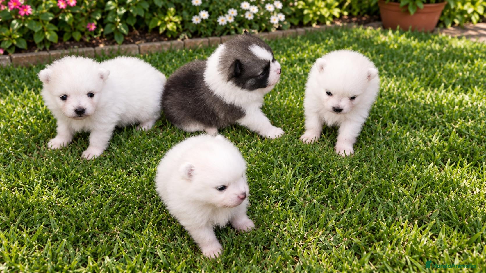 Pomerania perros CAMADA POMERANIAS CHIQUITINES  - Anuncio 1