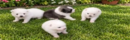 Pomerania perros en venta: CAMADA POMERANIAS CHIQUITINES  - Anuncio 1