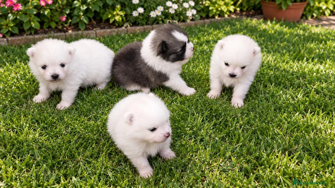 Pomerania perros en venta: CAMADA POMERANIAS CHIQUITINES  - Anuncio 1