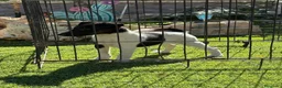 Fox Terrier de Pelo Liso perros en venta: Cachorra fox pelo liso  - Anuncio 3