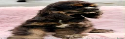 Cocker Spaniel Americano perros en venta:  Cocker americano hembra  - Anuncio 11
