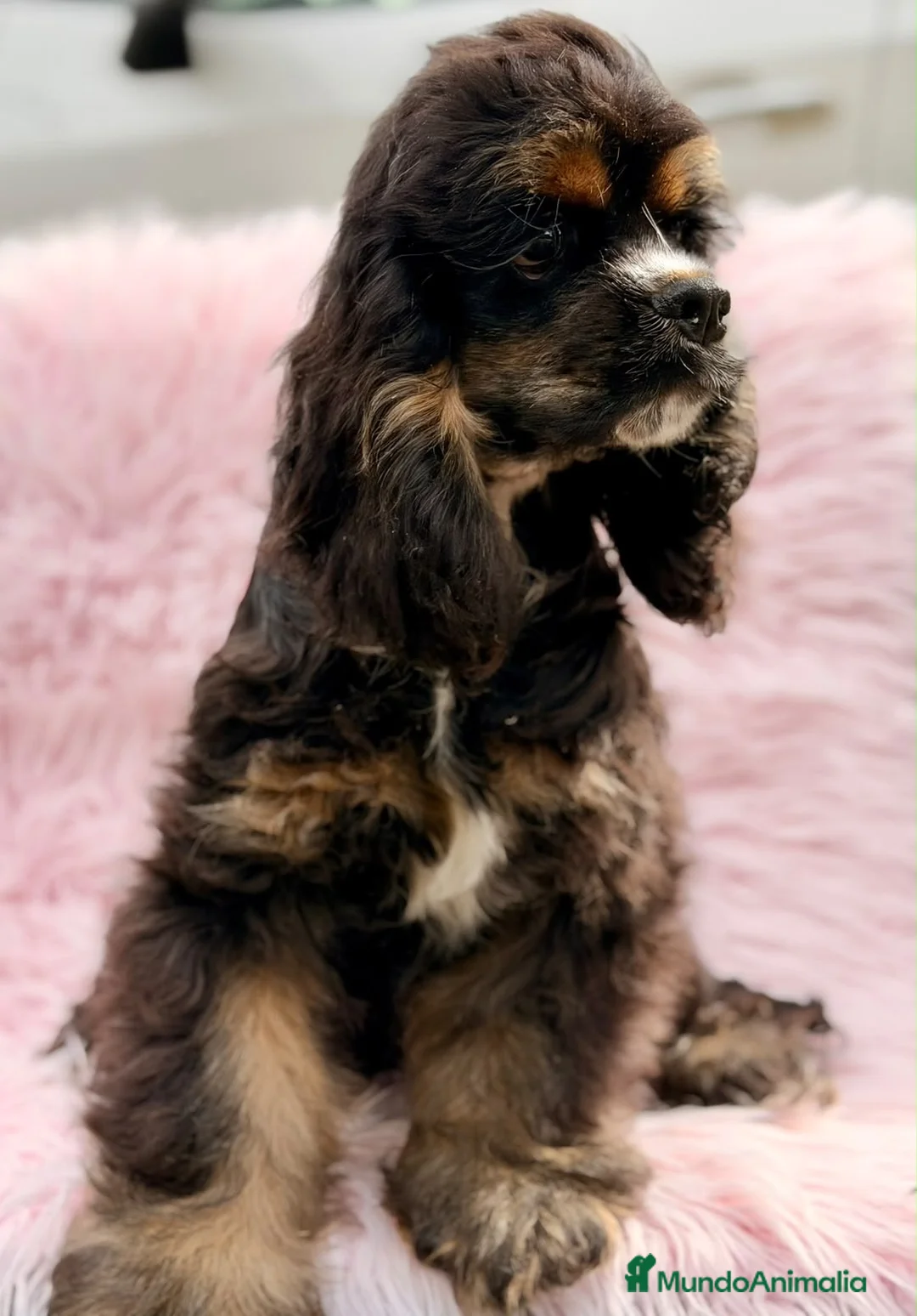 Cocker Spaniel Americano perros en venta:  Cocker americano hembra  - Anuncio 11