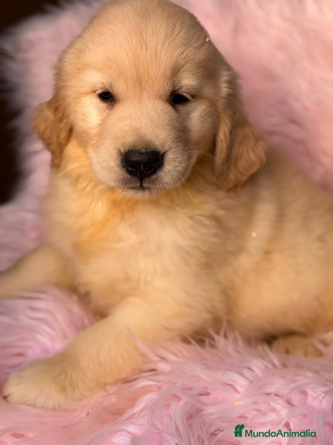 Golden Retriever perros en venta: Espectaculares hembra golden retriever  - Anuncio 7