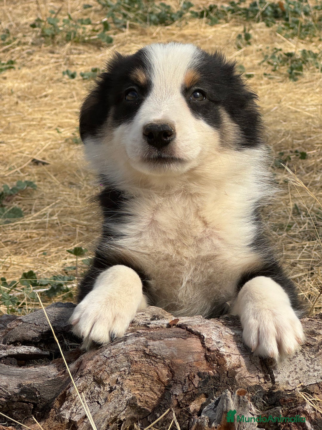 Border Collie perros en venta: BORDER COLLIE  - Anuncio 8