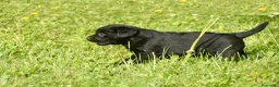 Labrador Retriever perros en venta: Cachorros de Labrador Retriever Negros - Anuncio 16