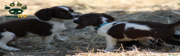 English Springer Spaniel perros en venta: Cachorros springer spaniel seriedad - Anuncio 6