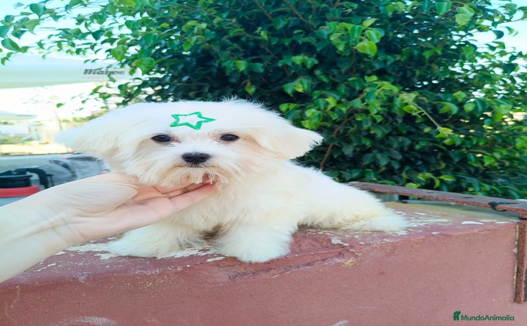 Bichón Maltés perros - Anuncio 1