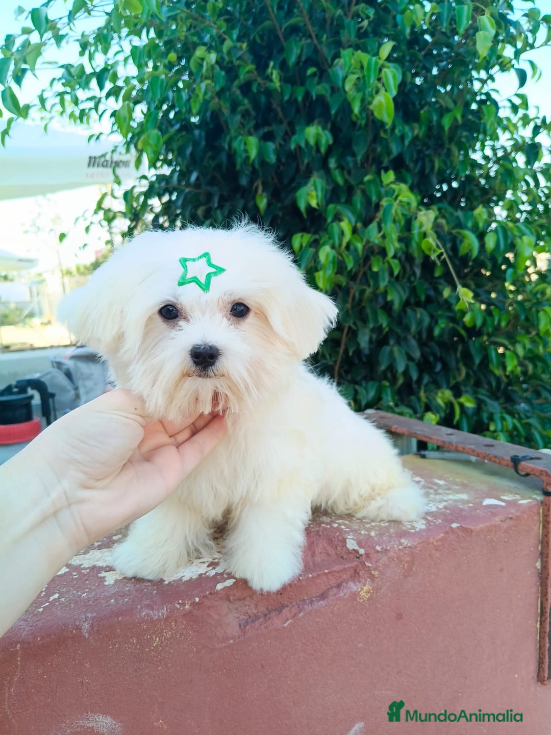 Bichón Maltés perros en venta: Cachorrito bichon maltes  - Imagen 1