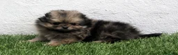 Pomerania perros en venta: Pomerania - Anuncio 8