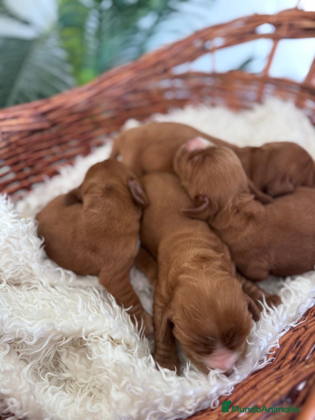 Cocker Spaniel Inglés perros en venta: COCKER SPANIEL INGLES - Imagen 3