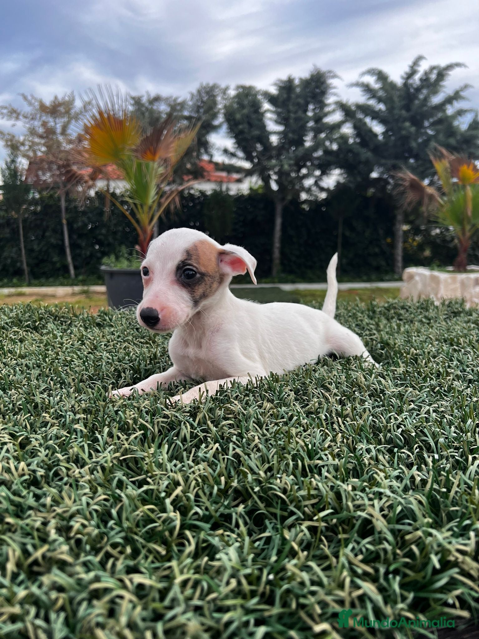 Whippet perros WHIPPET DE PELICULA //// en Badajoz - Anuncio 2