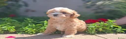 Maltipoo perros en venta: MALTIPOO MACHO - Anuncio 2
