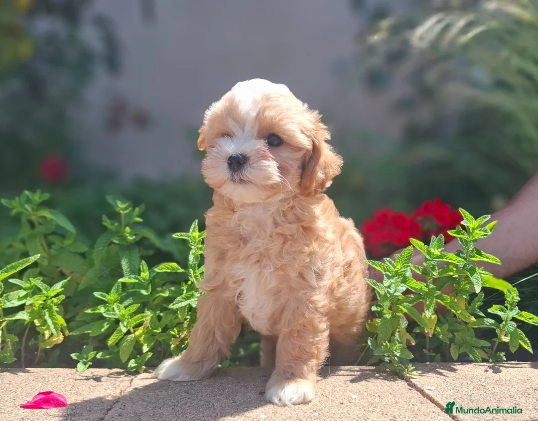 Maltipoo perros en venta: MALTIPOO MACHO - Anuncio 2