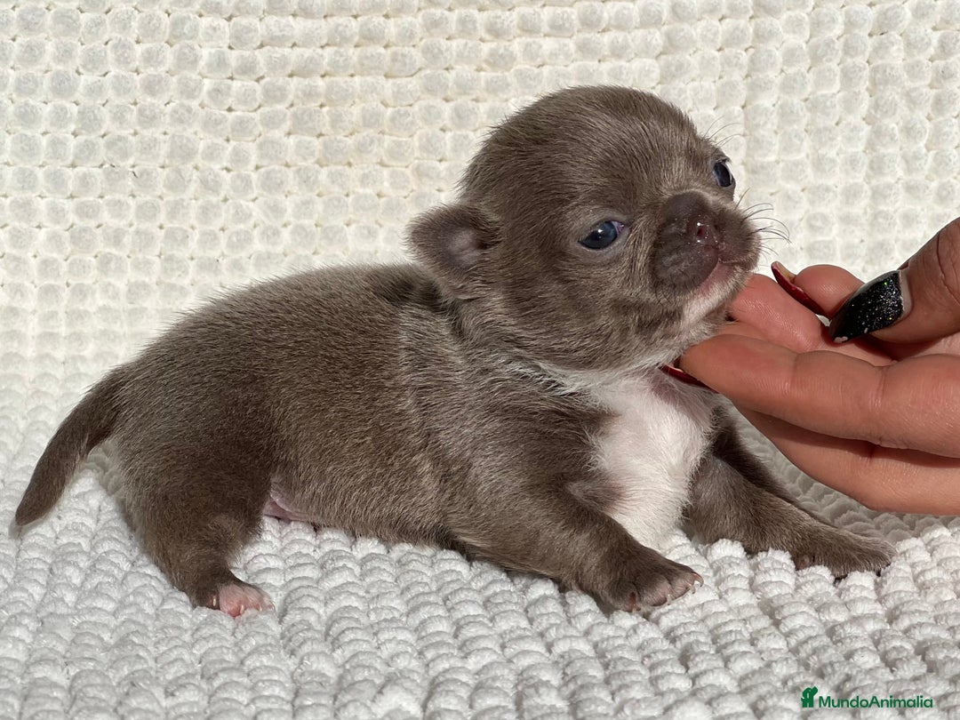 Chihuahua perros en venta: CHIHUAHUA LÍNEA RUSA BLUE - Anuncio 1