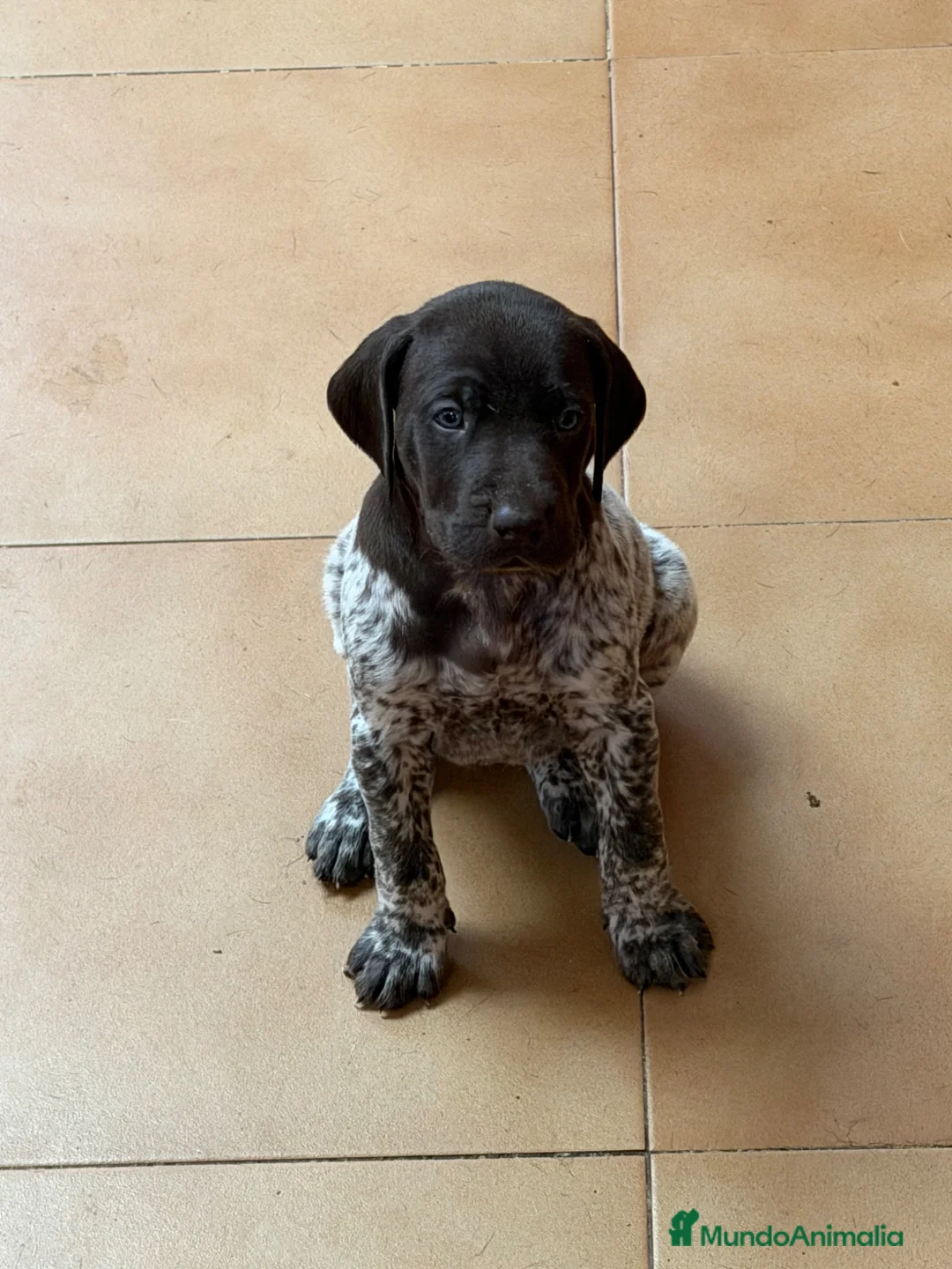 Braco Alemán de Pelo Corto perros en venta: Camada Braco Alemán  - Anuncio 7