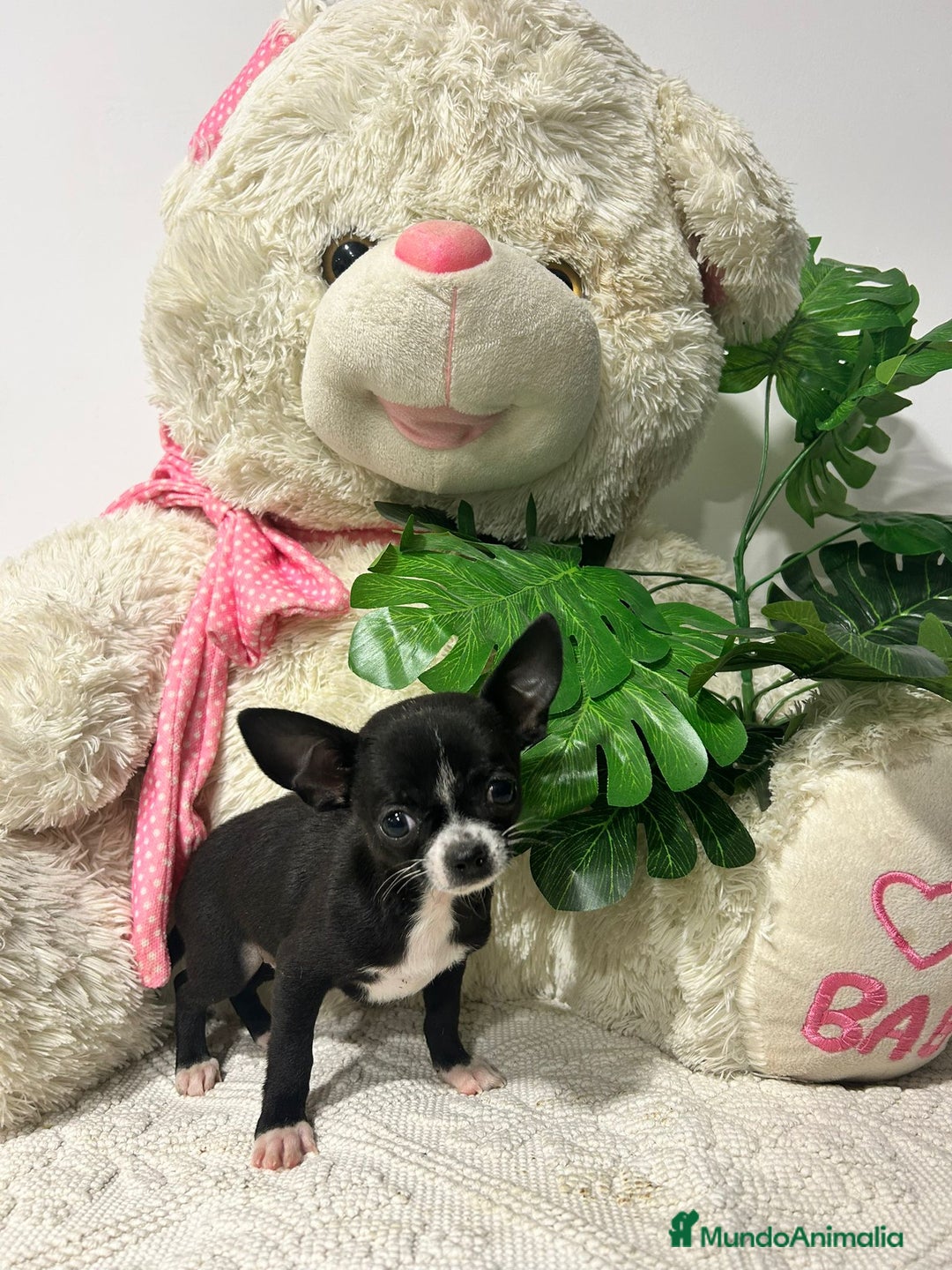 Chihuahua perros en venta: Chihuahua mini - Anuncio 3