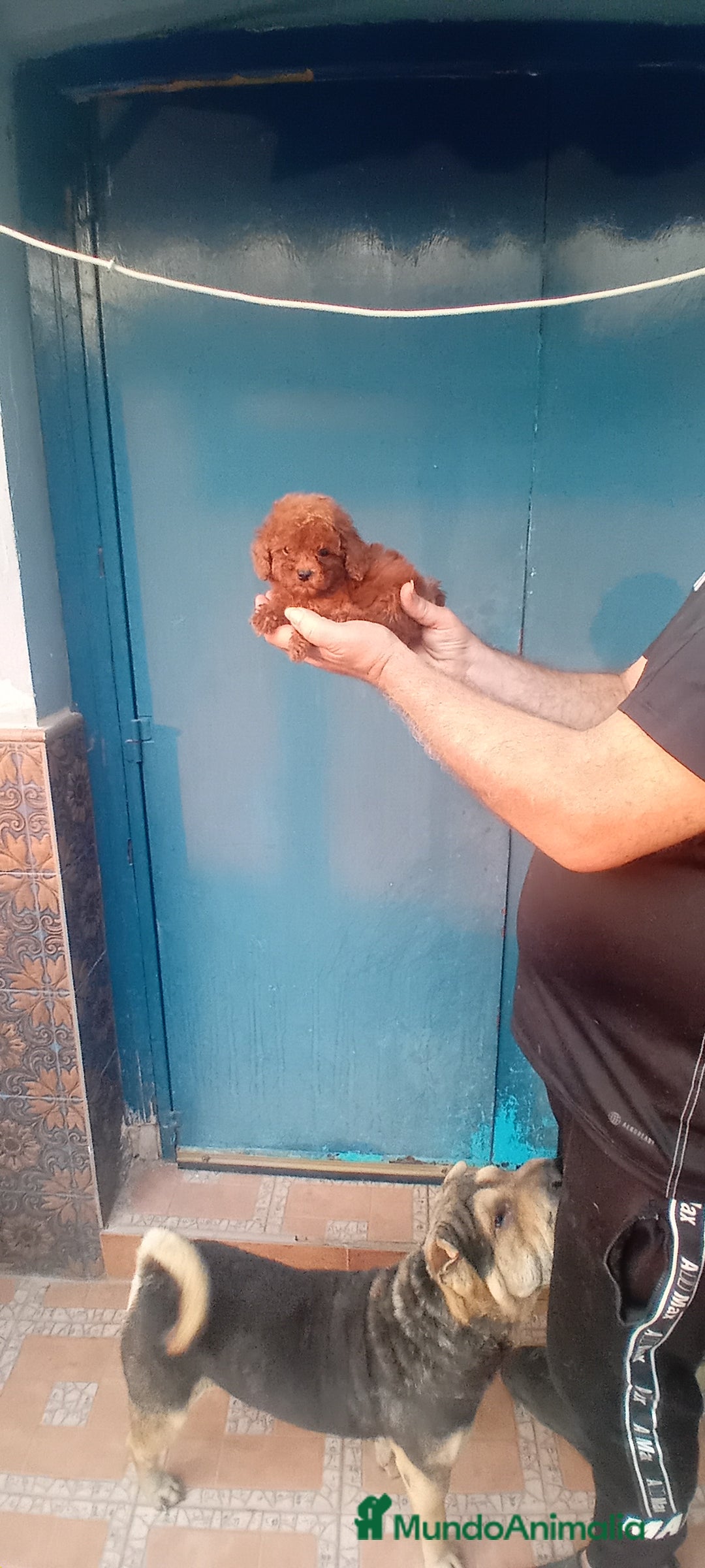 Caniche Toy perros en venta: CANICHES TOY ROJOS 50% ASIÁTICOS - Imagen 1