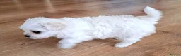 Bichón Maltés perros en venta: Bichón Maltés toy - Anuncio 5