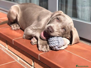 Weimaraner perros - Anuncio 3